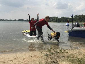 Pies ratowników wyciąga na brzeg ratownika płynącego na desce