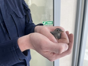 ptak w dłoniach policjanta