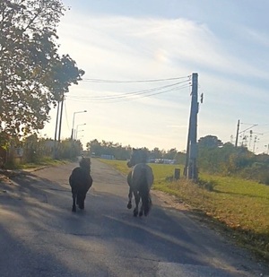 Konie eskortowane przez nakielskich policjantów