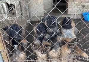 pieski oraz policjanci z zatrzymanymi mężczyznami