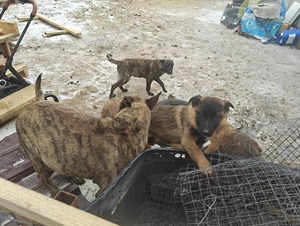 pieski oraz policjanci z zatrzymanymi mężczyznami