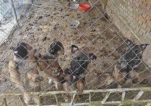 pieski oraz policjanci z zatrzymanymi mężczyznami