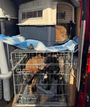 zabezpieczony piesek